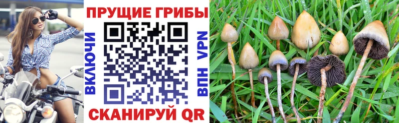 продажа наркотиков  Феодосия  Галлюциногенные грибы MAGIC MUSHROOMS 